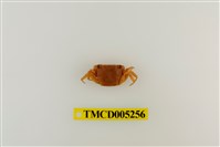 藏品(肥胖後相手蟹)的圖片